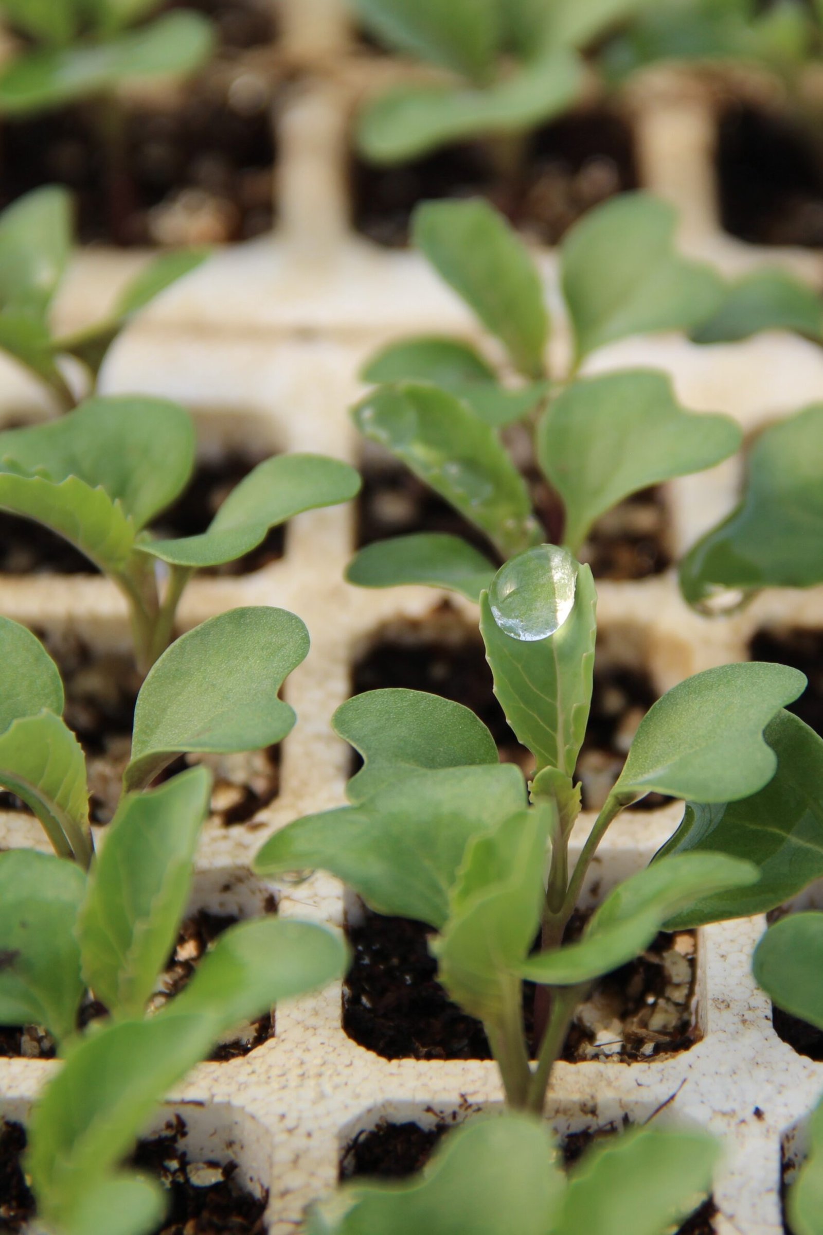 Agricoltura Giovane — foto 5